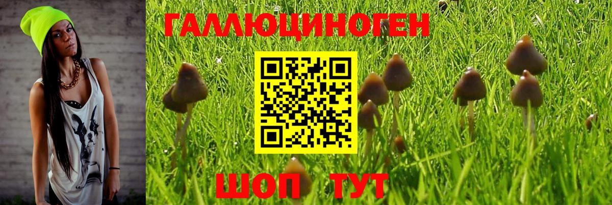 Псилоцибиновые грибы Psilocybe Шадринск