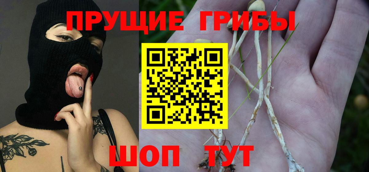 Псилоцибиновые грибы Psilocybe  Вход с VPN  Псилоцибиновые грибы Psilocybine cubensis  Шадринск 